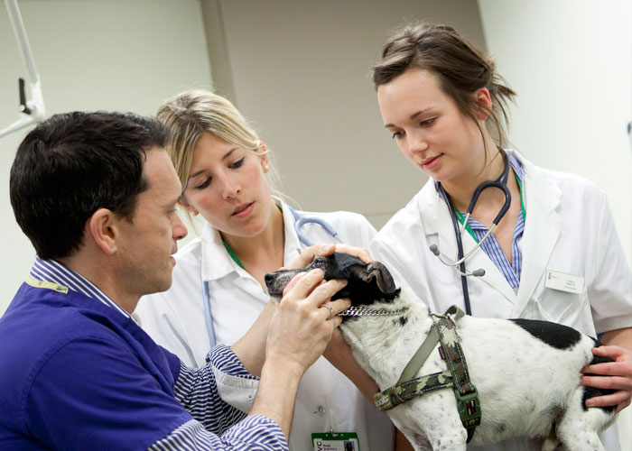 vet students treating a dog